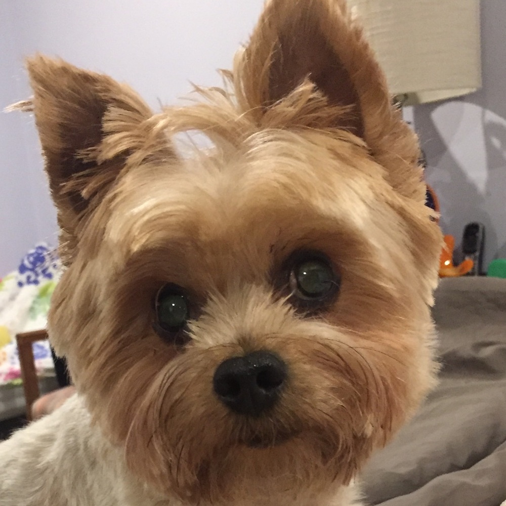 Meet your Posher, Stella